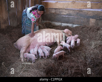 Une agricultrice animaux domestiques son cochon femelle tandis qu'elle allaite son 14 porcelets dans une grange à San Francisco El Alto, au Guatemala, en Amérique centrale. Banque D'Images