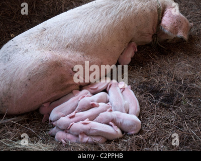 Une femme allaite son cochon 14 porcelets dans une grange à San Francisco El Alto, au Guatemala, en Amérique centrale. Banque D'Images