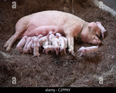 Une femme allaite son cochon 14 porcelets dans une grange à San Francisco El Alto, au Guatemala, en Amérique centrale. Banque D'Images