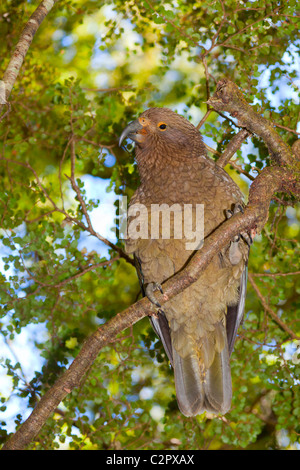 Kea perroquet de montagne en Nouvelle-Zélande Banque D'Images