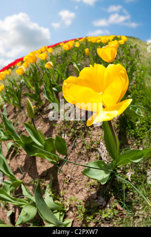 Champ de tulipes Banque D'Images