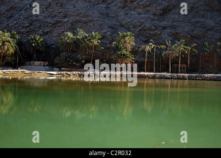 Oman, Wadi Shab, pristine naturelles piscines vert avec des palmiers, longeant des falaises rocheuses et Banque D'Images