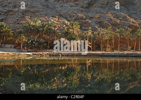 Oman, Wadi Shab, pristine naturelles piscines vert avec des palmiers, longeant des falaises rocheuses et Banque D'Images