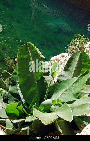 Oman, Wadi Shab, pristine naturelles piscines vert dans Wadi Shab longeant des falaises rocheuses Banque D'Images