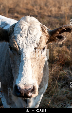 Un gros plan sur une vache debout dans un champ. Banque D'Images