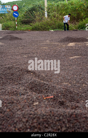 Parmi les travailleurs, les grains de café de séchage sur la route dans les hauts plateaux du Vietnam Banque D'Images