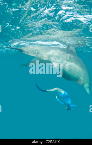 Une femme avec des grands dauphins sauvages Banque D'Images