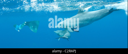 Une femme avec des grands dauphins sauvages Banque D'Images