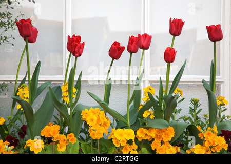 Les fleurs de printemps dans une fenêtre de dialogue à Knaresborough Nord Yorkshire Angleterre Banque D'Images