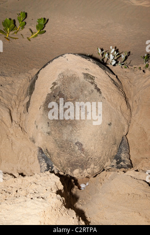 Tortue caouanne, Caretta caretta, pondre des œufs la nuit, Banga Nek, Kwazulu Natal, Afrique du Sud Banque D'Images