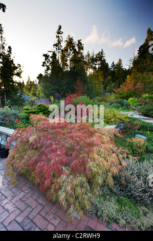 Acer palmatum dissectum Ornatum Itea virginica Variegatum' ; 'Henry's Garnet' Banque D'Images