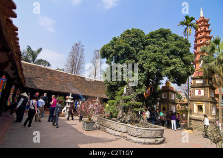 Vue horizontale de l'infâme arbre de bodhi dans la cour de la Pagode Tran Quoc (Chùa Trấn Quốc) temple bouddhiste à Hanoi. Banque D'Images