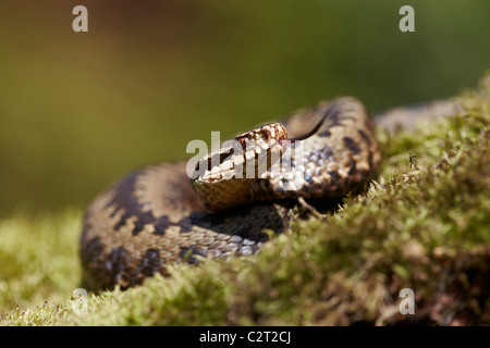 Adder, Vipera berus avec langue étendu, Allerthorpe commun, East Yorkshire, UK Banque D'Images