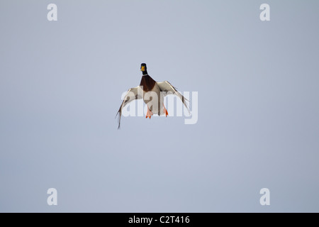 Canard colvert mâle en descente raide avec ailes bombées. Banque D'Images