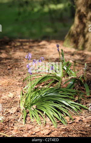 Jacinthes des bois en croissance sur marbre Banque D'Images