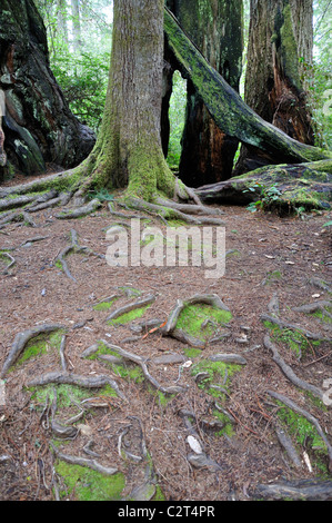 Redwoods National Park, California, USA Banque D'Images