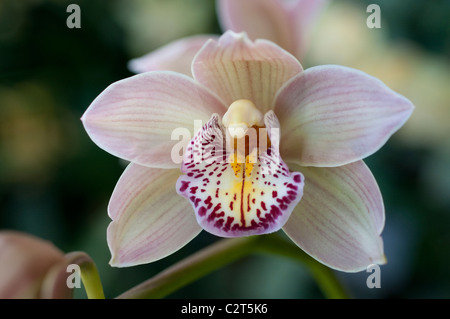 Orchidée, fleur, orchidée papillon Banque D'Images