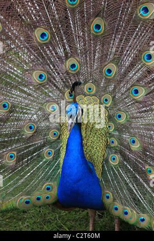 [Close-up portrait] de [paon paons indiens] [Pavo cristatus] affichage plumage spectaculaire Banque D'Images