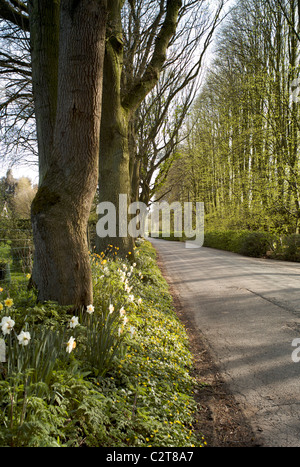 Chemin de campagne au printemps Shropshire UK Banque D'Images