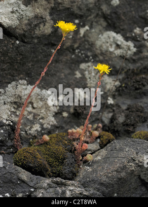 Orpin, sedum forsterianum Rock Banque D'Images