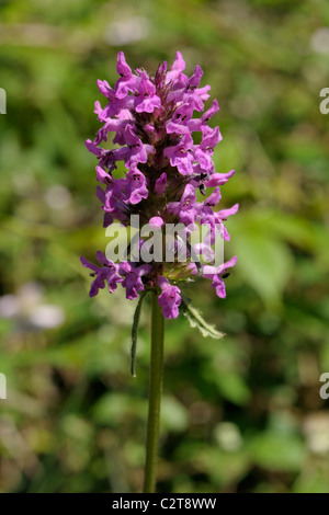 Betony, Betonica officinalis Banque D'Images