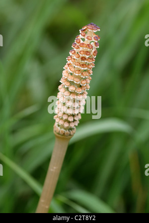 Domaine de la pousse de printemps ou conjoint de prêle, Equisetum arvense, Richard Desenclos,. Germes fertiles avec Conelike strobile. Banque D'Images