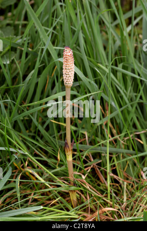 Domaine de la pousse de printemps ou conjoint de prêle, Equisetum arvense, Richard Desenclos,. Germes fertiles avec Conelike strobile. Banque D'Images