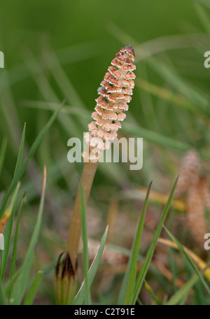 Domaine de la pousse de printemps ou conjoint de prêle, Equisetum arvense, Richard Desenclos,. Germes fertiles avec Conelike strobile. Banque D'Images