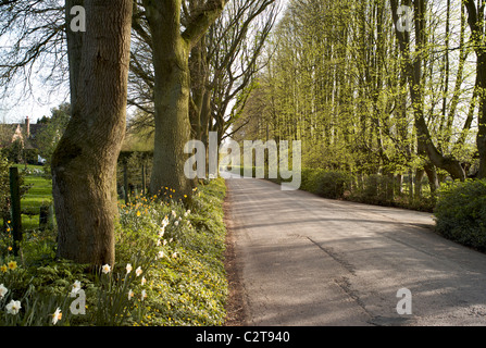 Chemin de campagne au printemps Shropshire UK Banque D'Images