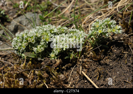 Knawel, scleranthus perennis vivace Banque D'Images
