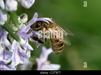 L'Ouest ou de l'abeille, Apis mellifera, se nourrissant de fleurs de romarin, Rosmarinus officinalis, Lamiaceae (Labiatae). Banque D'Images