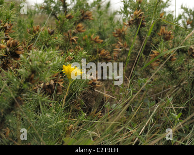 Orpin, sedum forsterianum Rock Banque D'Images