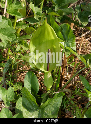 Et de l'arum sauvage cuckoo pint (Arum maculatum) sont deux des noms pour cette étrange à la plant Banque D'Images