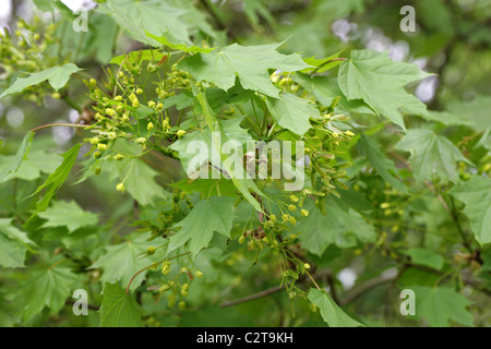 Fleurs de l'érable de Norvège, Acer platanoides, Sapindaceae Banque D'Images