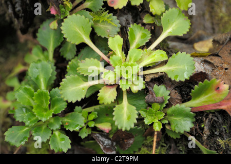 St Patrick's-chou, Saxifraga spathularis Banque D'Images