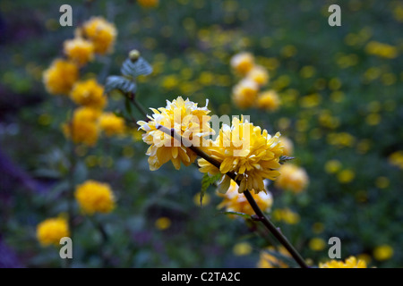 Japonica Pleniflora vexille bush dans le jardin Banque D'Images