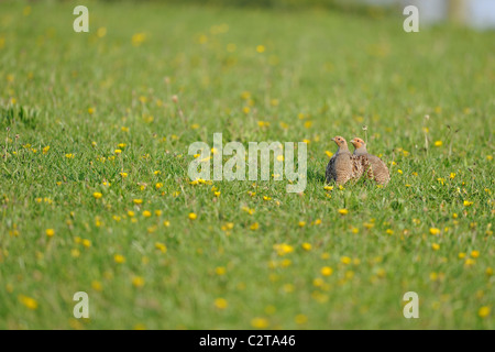 La perdrix grise (Perdix perdix) paire debout dans une prairie en fleurs - Printemps Banque D'Images