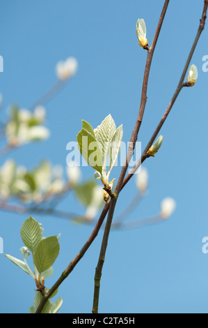 Sorbus Aaria. Les feuilles des arbres Quercus palustris au printemps. UK Banque D'Images