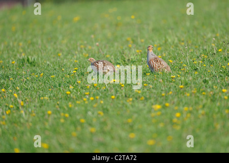 La perdrix grise (Perdix perdix) paire debout dans une prairie en fleurs - Printemps Banque D'Images