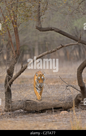 Approche de la réserve de tigres de Ranthambore dans tigre Banque D'Images