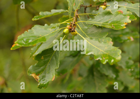 Chêne sessile, Quercus petraea Banque D'Images