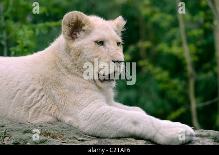 Gros plan du lion blanc rare cub (Panthera leo) reposant sur la roche et Vue de profil Banque D'Images