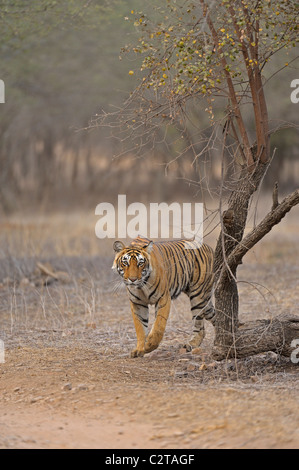 Approche de la réserve de tigres de Ranthambore dans tigre Banque D'Images