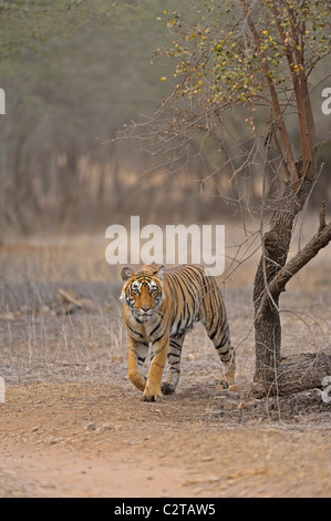 Approche de la réserve de tigres de Ranthambore dans tigre Banque D'Images