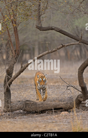 Approche de la réserve de tigres de Ranthambore dans tigre Banque D'Images