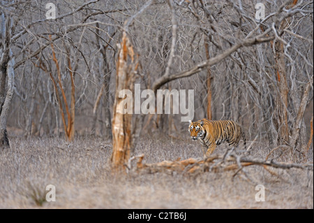 Approche de la réserve de tigres de Ranthambore dans tigre Banque D'Images