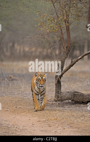 Approche de la réserve de tigres de Ranthambore dans tigre Banque D'Images