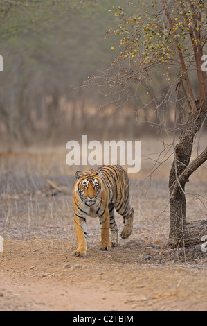 Approche de la réserve de tigres de Ranthambore dans tigre Banque D'Images