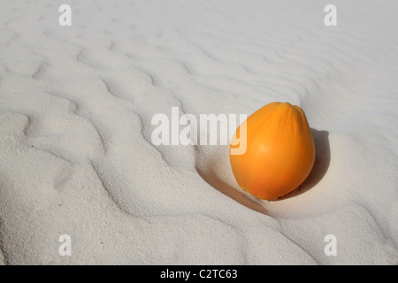 Noix de coco sur la plage de sable blanc des Caraïbes orange mûre Banque D'Images