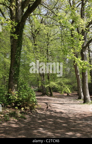 Shearwater sur Longleat Estate, Warminster, Wiltshire, Angleterre, Royaume-Uni Banque D'Images